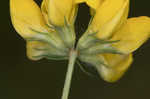 Bird's-foot trefoil